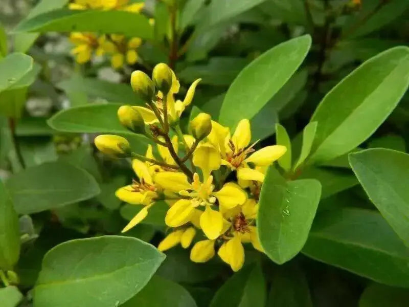 Galphimia Gracilis Seeds, Rain of Gold, Spray of Gold, evergreen shrub native to Eastern Mexico - Caribbean garden seed