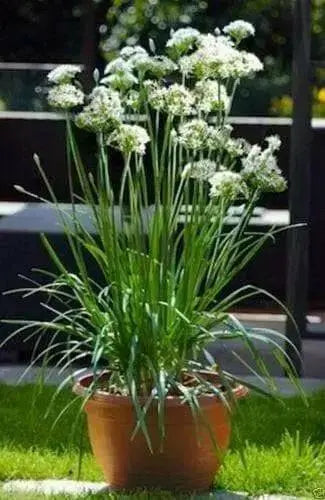 Garlic Chives Seeds ,Edible Flower, Fragrance, PERENNIAL Herb - Caribbean garden seed