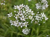 Garlic Chives Seeds ,Edible Flower, Fragrance, PERENNIAL Herb - Caribbean garden seed