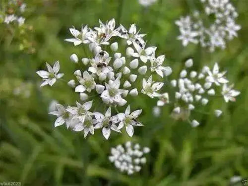 Garlic Chives Seeds ,Edible Flower, Fragrance, PERENNIAL Herb - Caribbean garden seed