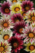 Gazania Flowers Seeeds, Strawberry Shortcake Mix ,-Perennial ! - Caribbean garden seed