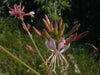 Gaura biennis Seeds ,Biennial Flowers - Caribbean garden seed