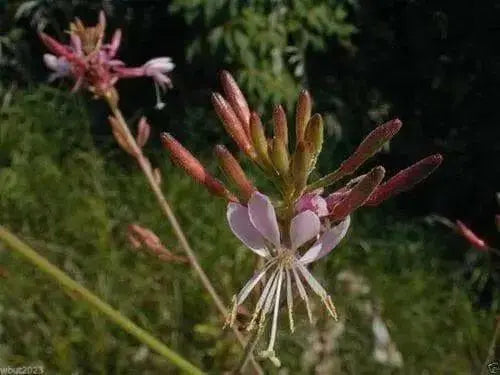 Gaura biennis Seeds ,Biennial Flowers - Caribbean garden seed