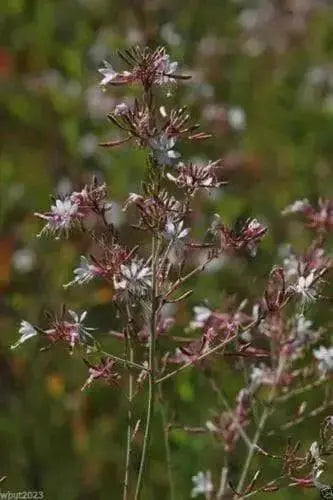 Gaura biennis Seeds ,Biennial Flowers - Caribbean garden seed