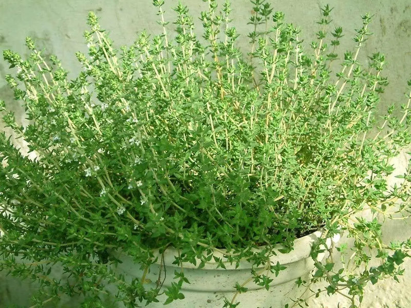 Garden Thyme or English Thyme.Herb Seeds - (Thymus Vulgaris) very hardy perennial, - Caribbean garden seed