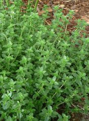 Garden Thyme or English Thyme.Herb Seeds - (Thymus Vulgaris) very hardy perennial, - Caribbean garden seed