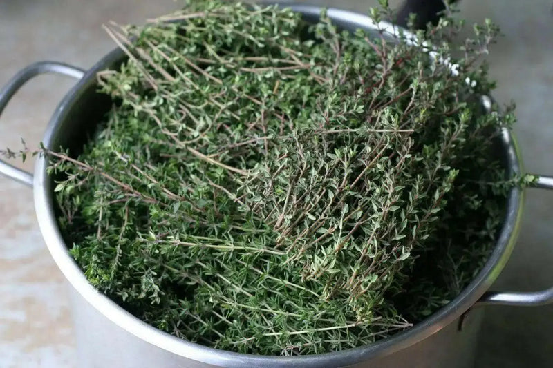 Garden Thyme or English Thyme.Herb Seeds - (Thymus Vulgaris) very hardy perennial, - Caribbean garden seed