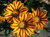 Gazania FLOWERS Seeds - SPLENDENS - Caribbean garden seed