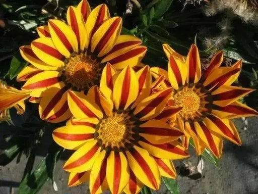 Gazania  Kiss Golden Flame-FLOWERS SEED - Caribbean garden seed