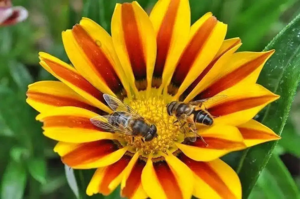 Gazania  Kiss Golden Flame-FLOWERS SEED - Caribbean garden seed