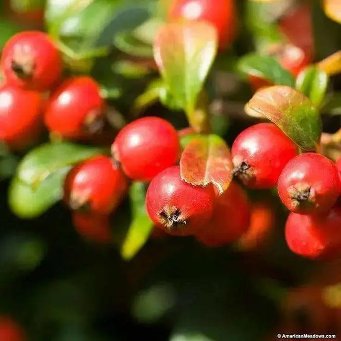 Gaultheria Procumbens Seeds, 'Redwood'(TM), Wintergreen, Checkerberry, Teaberry. - Caribbean garden seed