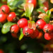 Gaultheria Procumbens Seeds, 'Redwood'(TM), Wintergreen, Checkerberry, Teaberry. - Caribbean garden seed