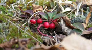 Gaultheria Procumbens Seeds, 'Redwood'(TM), Wintergreen, Checkerberry, Teaberry. - Caribbean garden seed