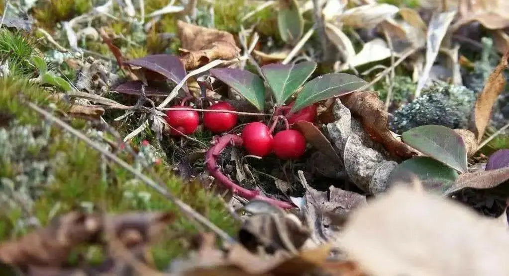 Gaultheria Procumbens Seeds, 'Redwood'(TM), Wintergreen, Checkerberry, Teaberry. - Caribbean garden seed