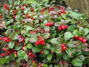 Gaultheria Procumbens Seeds, 'Redwood'(TM), Wintergreen, Checkerberry, Teaberry. - Caribbean garden seed