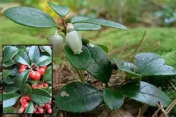 Gaultheria Procumbens Seeds, 'Redwood'(TM), Wintergreen, Checkerberry, Teaberry. - Caribbean garden seed