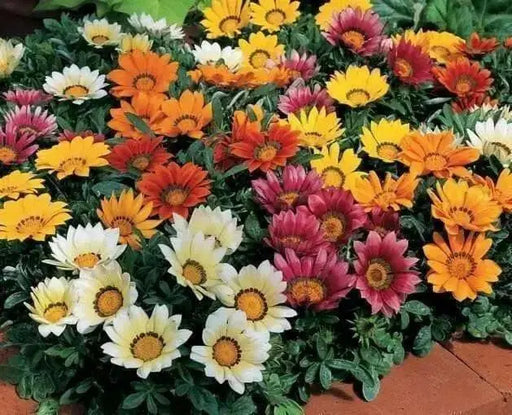 Gazania Frosty Kiss Mix-Flowers seed ! - Caribbean garden seed