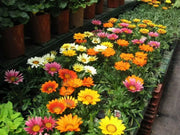 Gazania Frosty Kiss Mix-Flowers seed ! - Caribbean garden seed