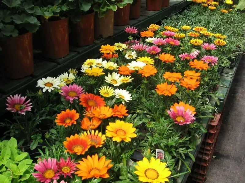 Gazania Frosty Kiss Mix-Flowers seed ! - Caribbean garden seed