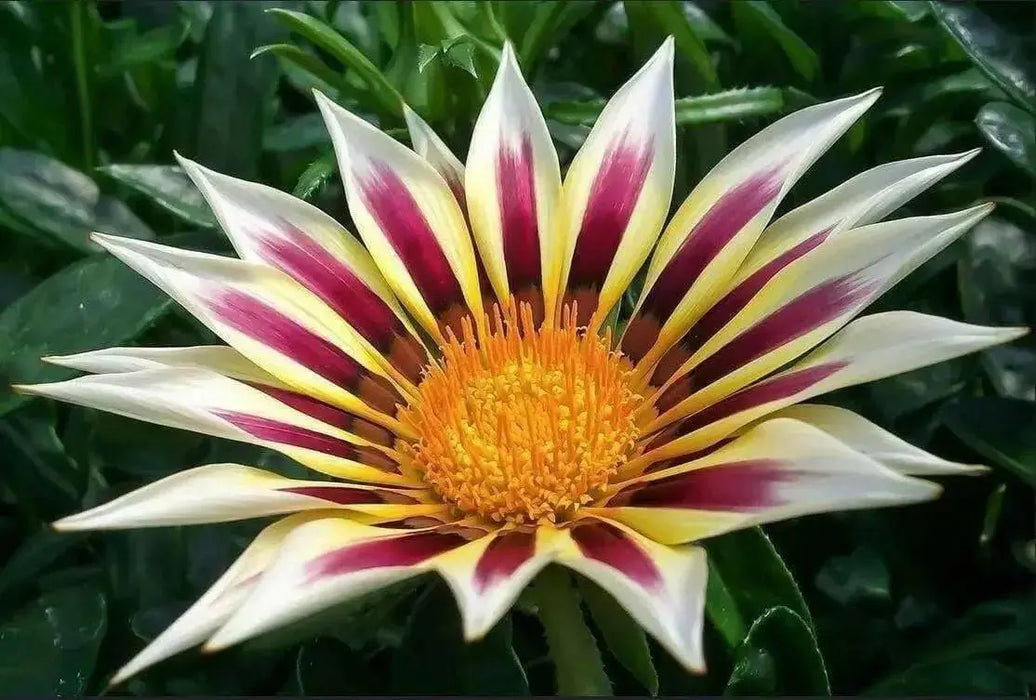 Gazania New Day Rose Stripe -Flowers Seeds, Border,Containers and Baskets ! - Caribbean garden seed