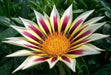 Gazania New Day Rose Stripe -Flowers Seeds, Border,Containers and Baskets ! - Caribbean garden seed