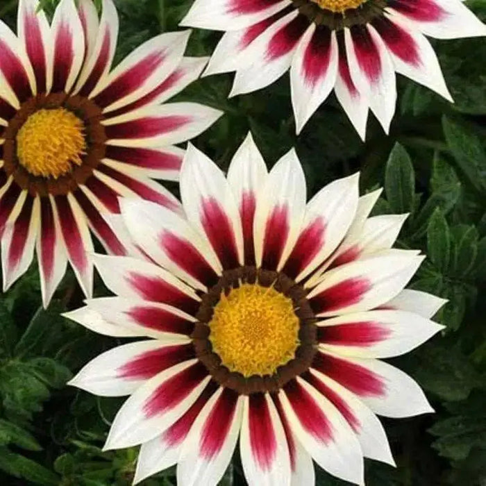 Gazania New Day Rose Stripe -Flowers Seeds, Border,Containers and Baskets ! - Caribbean garden seed
