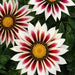 Gazania New Day Rose Stripe -Flowers Seeds, Border,Containers and Baskets ! - Caribbean garden seed