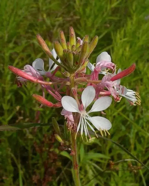 Gaura biennis Seeds (Biennial Gaura) AKA Biennial Beeblossom-Pink/White Flowers - Caribbean garden seed