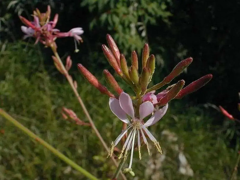 Gaura biennis Seeds (Biennial Gaura) AKA Biennial Beeblossom-Pink/White Flowers - Caribbean garden seed