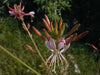 Gaura biennis Seeds (Biennial Gaura) AKA Biennial Beeblossom-Pink/White Flowers - Caribbean garden seed