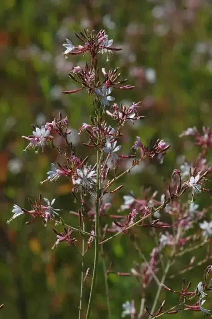 Gaura biennis Seeds (Biennial Gaura) AKA Biennial Beeblossom-Pink/White Flowers - Caribbean garden seed