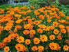 Gazania Seeds - Kiss Orange -ANNUAL FLOWERS - Caribbean garden seed