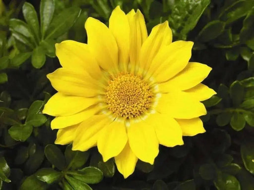 Gazania Seeds ,GAZOO CLEAR YELLOW, Flowers ! - Caribbean garden seed