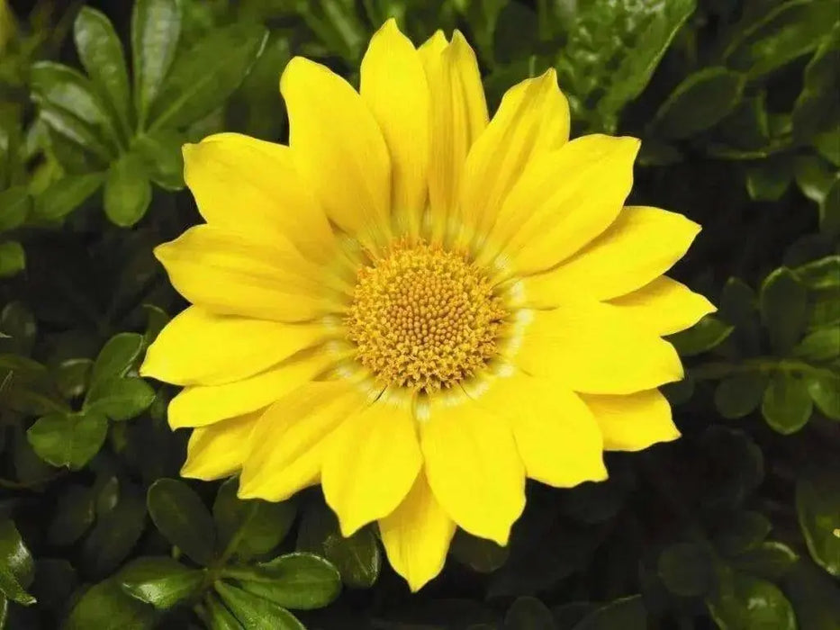 Gazania Seeds ,GAZOO CLEAR YELLOW, Flowers ! - Caribbean garden seed