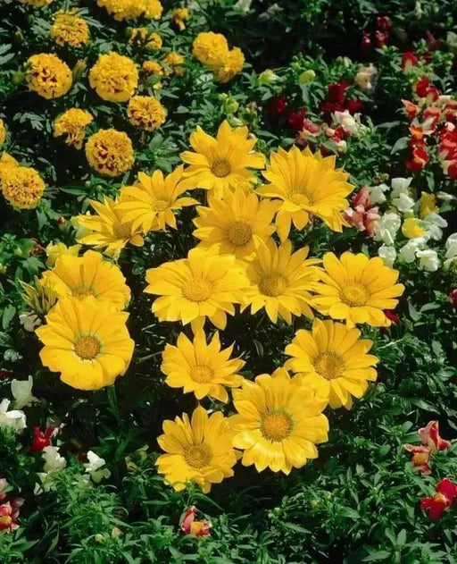 Gazania Seeds ,GAZOO CLEAR YELLOW, Flowers ! - Caribbean garden seed