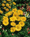 Gazania Seeds ,GAZOO CLEAR YELLOW, Flowers ! - Caribbean garden seed