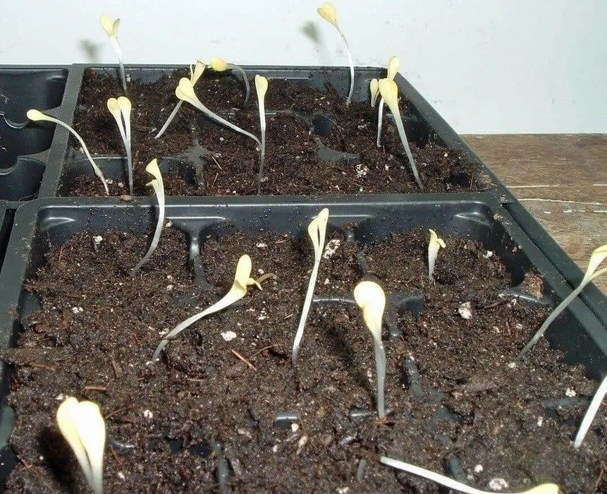 Gazania Seeds ,GAZOO CLEAR YELLOW, Flowers ! - Caribbean garden seed