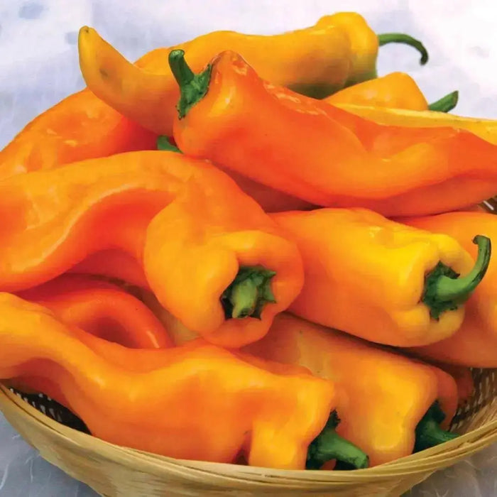 Gatherer's Gold, Sweet Pepper Seeds, Capsicum annuum - Caribbean garden seed
