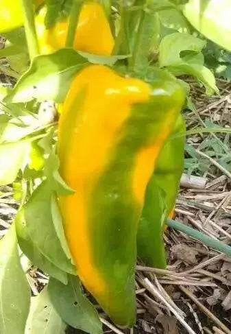 Gatherer's Gold, Sweet Pepper Seeds, Capsicum annuum - Caribbean garden seed