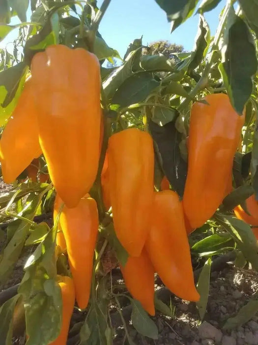 Gatherer's Gold, Sweet Pepper Seeds, Capsicum annuum - Caribbean garden seed