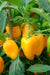 Gatherer's Gold, Sweet Pepper Seeds, Capsicum annuum - Caribbean garden seed