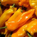 Gatherer's Gold, Sweet Pepper Seeds, Capsicum annuum - Caribbean garden seed