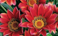 Gazania Seeds - Kiss Frosty Red -Deep red flowers - Caribbean garden seed