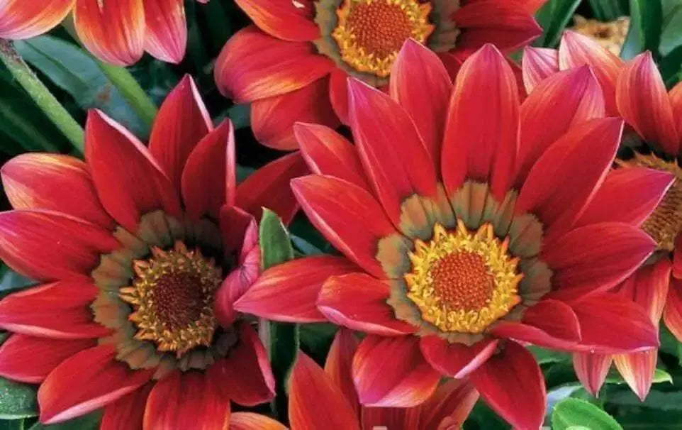 Gazania Seeds - Kiss Frosty Red -Deep red flowers - Caribbean garden seed