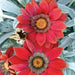 Gazania Seeds - Kiss Frosty Red -Deep red flowers - Caribbean garden seed