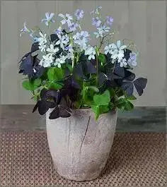 GARDEN Oxalis MIXD Bulbs, WHITE/PURPLE FLOWERS SHAMROCK - Caribbean garden seed