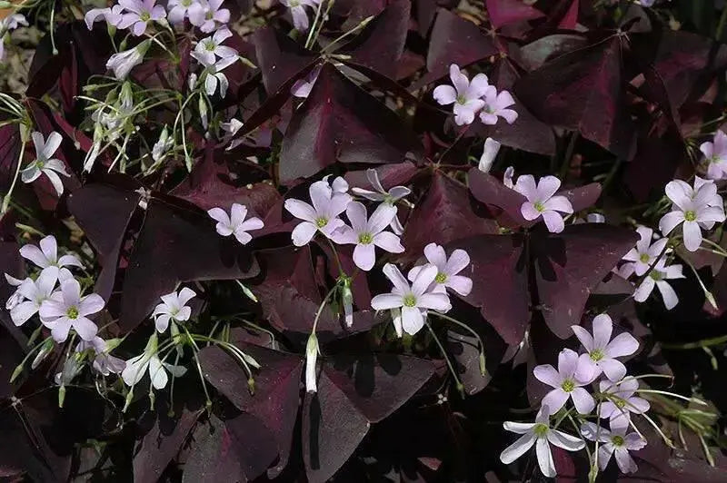 GARDEN Oxalis MIXD Bulbs, WHITE/PURPLE FLOWERS SHAMROCK - Caribbean garden seed