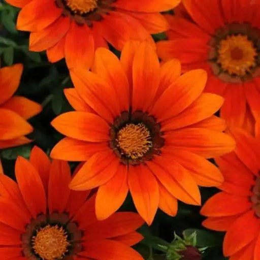 Gazania Seeds - New Day BRONZE - Perennial in zones 8-10. - Caribbean garden seed