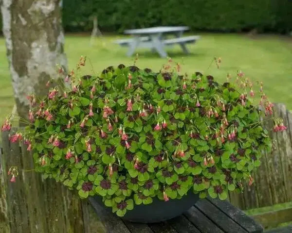 GARDEN Oxalis MIXD Bulbs, WHITE/PURPLE FLOWERS SHAMROCK - Caribbean garden seed