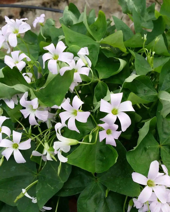 GARDEN Oxalis MIXD Bulbs, WHITE/PURPLE FLOWERS SHAMROCK - Caribbean garden seed